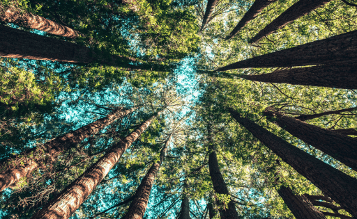 A top up view of trees in a forest with light shining through