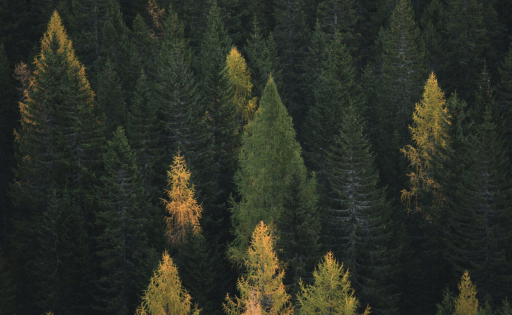 Green and yellow trees